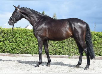 Rheinländer, Castrone, 6 Anni, 168 cm, Morello