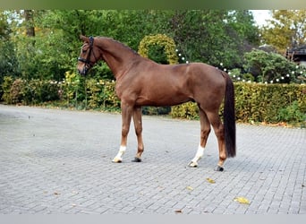 Rheinländer, Castrone, 6 Anni, 168 cm, Sauro scuro