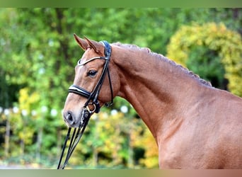 Rheinländer, Castrone, 6 Anni, 168 cm, Sauro scuro