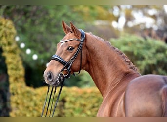 Rheinländer, Castrone, 6 Anni, 168 cm, Sauro scuro