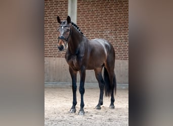 Rheinländer, Castrone, 6 Anni, 172 cm, Baio scuro