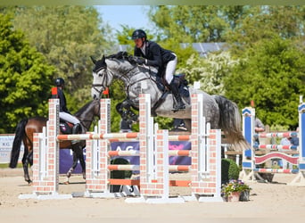Rheinländer, Castrone, 6 Anni, 172 cm, Grigio