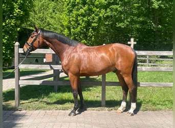 Rheinländer, Castrone, 6 Anni, 174 cm, Baio