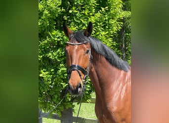 Rheinländer, Castrone, 6 Anni, 174 cm, Baio