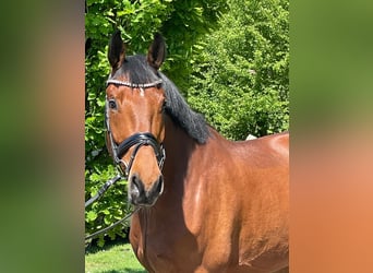 Rheinländer, Castrone, 6 Anni, 174 cm, Baio