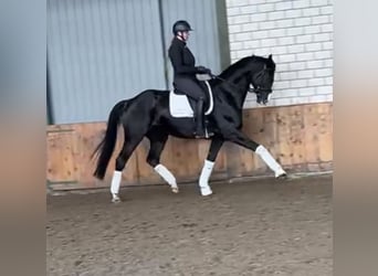 Rheinländer, Castrone, 7 Anni, 169 cm, Baio nero