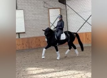 Rheinländer, Castrone, 7 Anni, 169 cm, Baio nero