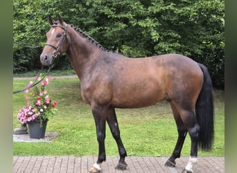 Rheinländer, Castrone, 7 Anni, 170 cm, Baio