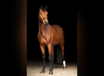 Rheinländer, Castrone, 7 Anni, 173 cm, Baio