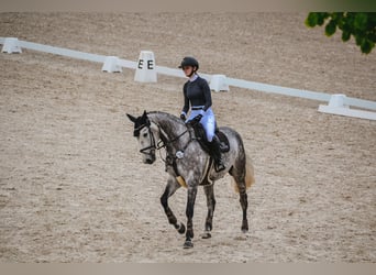 Rheinländer, Castrone, 8 Anni, 168 cm, Grigio