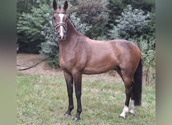 Rheinländer, Castrone, 8 Anni, 172 cm, Baio