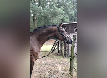 Rheinländer, Castrone, 8 Anni, 172 cm, Baio