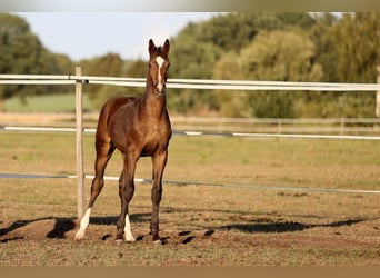 Rheinländer, Castrone, 8 Anni, 172 cm, Baio