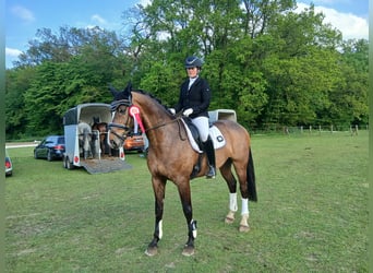 Rheinländer, Castrone, 8 Anni, 172 cm, Baio