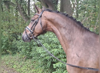 Rheinländer, Castrone, 8 Anni, 172 cm, Baio scuro