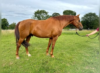 Rheinländer, Castrone, 8 Anni, 172 cm, Sauro