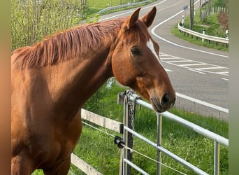 Rheinländer, Castrone, 8 Anni, 172 cm, Sauro