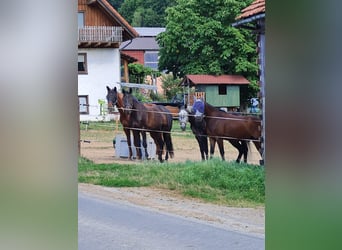 Rheinländer, Castrone, 9 Anni, 165 cm, Baio