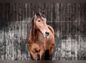 Rheinländer, Castrone, 9 Anni, 165 cm, Baio