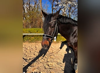 Rheinländer, Castrone, 9 Anni, 165 cm, Baio