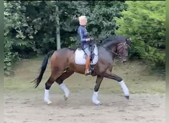 Rheinländer, Castrone, 9 Anni, 178 cm, Baio scuro