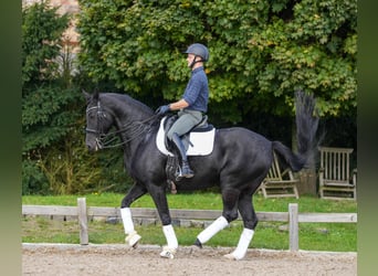 Rheinländer, Giumenta, 10 Anni, 165 cm