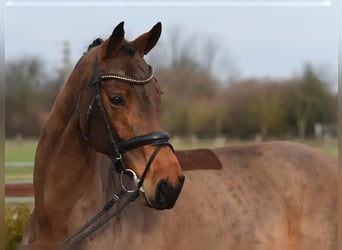 Rheinländer, Giumenta, 10 Anni, 168 cm, Baio