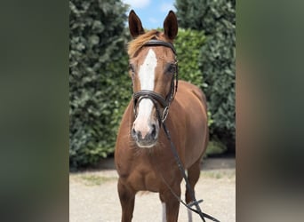 Rheinländer, Giumenta, 10 Anni, 168 cm, Sauro