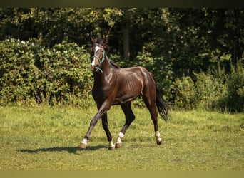 Rheinländer, Giumenta, 10 Anni, 170 cm, Morello