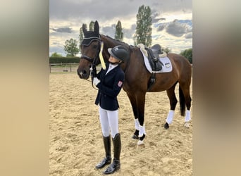 Rheinländer, Giumenta, 10 Anni, 176 cm, Baio