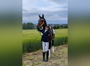 Rheinländer, Giumenta, 10 Anni, 176 cm, Baio