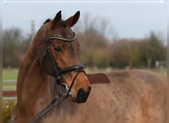 Rheinländer, Giumenta, 11 Anni, 164 cm, Baio
