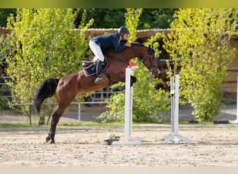 Rheinländer, Giumenta, 11 Anni, 172 cm, Baio