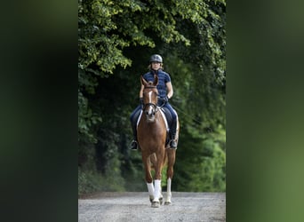 Rheinländer, Giumenta, 11 Anni, 176 cm, Sauro