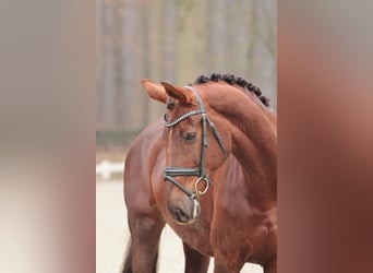 Rheinländer, Giumenta, 12 Anni, 167 cm, Sauro scuro