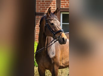 Rheinländer, Giumenta, 12 Anni, 171 cm, Baio