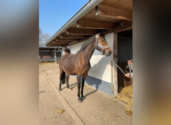 Rheinländer, Giumenta, 12 Anni, 172 cm, Baio scuro