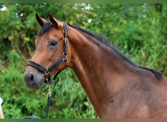 Rheinländer, Giumenta, 12 Anni, 172 cm, Baio scuro