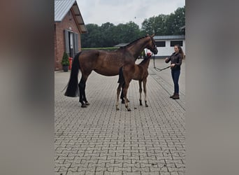 Rheinländer, Giumenta, 12 Anni, 172 cm, Baio scuro