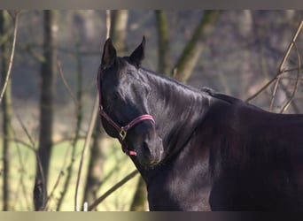 Rheinländer, Giumenta, 13 Anni, 165 cm, Baio nero