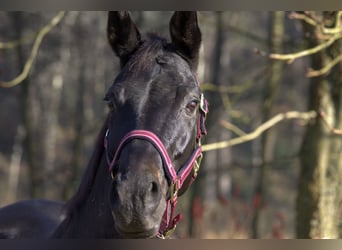 Rheinländer, Giumenta, 13 Anni, 165 cm, Baio nero