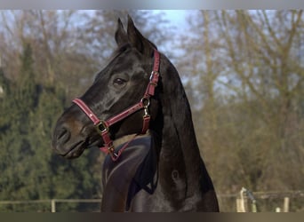 Rheinländer, Giumenta, 13 Anni, 165 cm, Baio nero