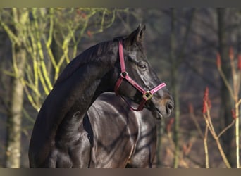 Rheinländer, Giumenta, 13 Anni, 165 cm, Baio nero