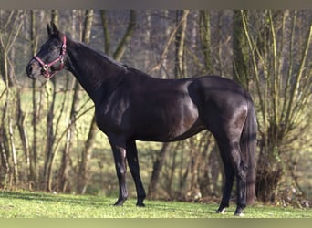 Rheinländer, Giumenta, 13 Anni, 165 cm, Baio nero