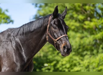 Rheinländer, Giumenta, 13 Anni, 165 cm, Baio nero