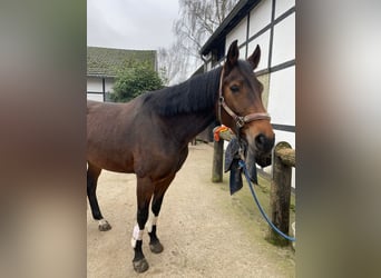 Rheinländer, Giumenta, 13 Anni, 167 cm, Baio