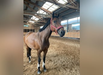 Rheinländer, Giumenta, 13 Anni, 167 cm, Baio