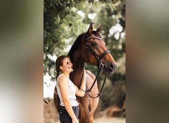 Rheinländer, Giumenta, 13 Anni, 167 cm, Baio