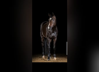Rheinländer, Giumenta, 13 Anni, 167 cm, Baio scuro