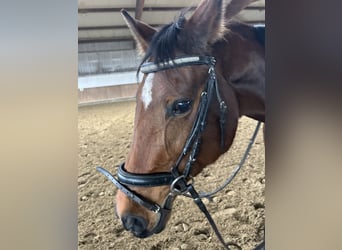 Rheinländer, Giumenta, 14 Anni, 162 cm, Baio